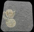 Dactylioceras Ammonite Cluster - Posidonia Shale #52919-2